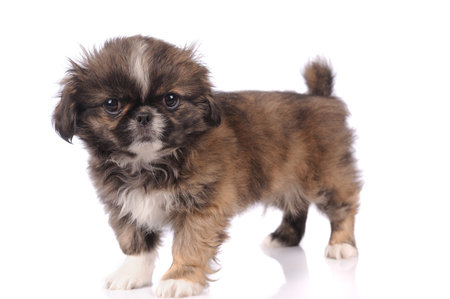 Petit Chien Pekinois De Bebe Isole Sur Fond Blanc Banque D Images Et Photos Libres De Droits Image 1726 Petit Chien Pekinois De Bebe Isole Sur Fond Blanc Banque D Images Et Photos Libres De Droits Image 1726