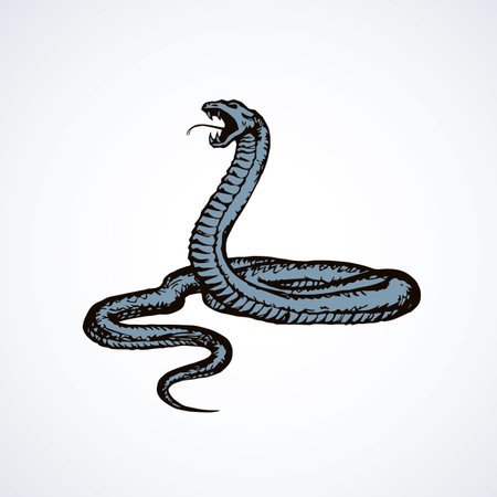 Big curve creepy viperidae crotalus asp serpentine on white backdrop. outline black ink hand drawn zoo pictogram emblem sketchy in art retro doodle style pen on paper space for text. closeup view Stock Photo