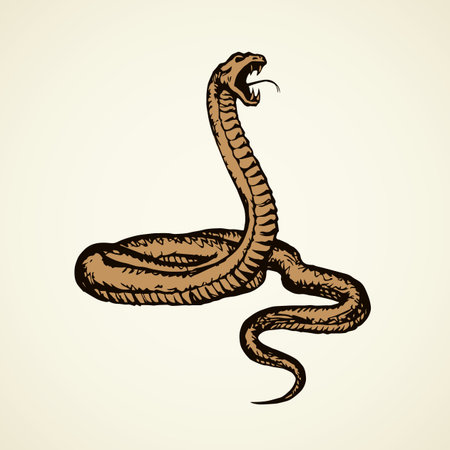 Big curve creepy viperidae crotalus asp serpentine on white backdrop. outline black ink hand drawn zoo pictogram emblem logo sketchy in art retro doodle style pen on paper space for text. closeup view