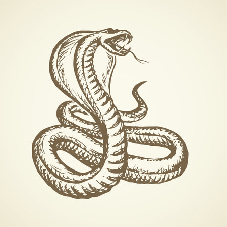 Big curve creepy viperidae crotalus asp serpentine on white backdrop. outline black ink hand drawn zoo pictogram emblem logo sketchy in art retro doodle style pen on paper space for text. closeup view