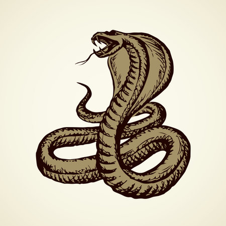 Big curve creepy viperidae crotalus asp serpentine on white backdrop. outline black ink hand drawn zoo pictogram emblem logo sketchy in art retro doodle style pen on paper space for text. closeup view Stock Photo