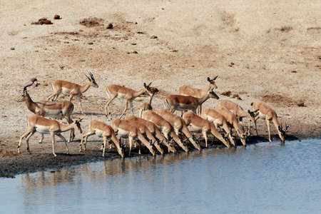drinking herd of impala in Hwankee national park, Botswana Stock Photo