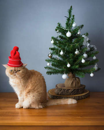 Persian Cat Wearing Red Christmas Hat Sitting Near Small Tree With Sad Face Stock Photo Persian Cat Wearing Red Christmas Hat Sitting Near Small Tree With Sad Face Stock Photo