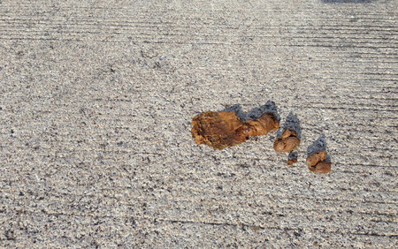 路上の犬ゴールデンのふんを閉じる の写真素材 画像素材 Image