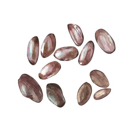 植物イラストのセット 水彩ココア花コレクションは 白い背景で隔離 手描きエキゾチックなカカオの植物 の写真素材 画像素材 Image 1415 植物イラストのセット 水彩ココア花コレクションは 白い背景で隔離 手描きエキゾチックなカカオの植物 の写真素材 画像素材 Image 1415