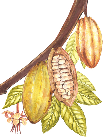 植物イラストのセット 水彩ココア フルーツ コレクションは 白い背景で隔離 手には エキゾチックなカカオの植物が描かれました 植物のカカオ豆のフレーム テキストを配置します の写真素材 画像素材 Image 植物イラストのセット 水彩ココア フルーツ コレクションは 白い背景で隔離 手には エキゾチックなカカオの植物が描かれました 植物のカカオ豆のフレーム テキストを配置します の写真素材 画像素材 Image