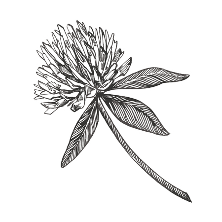 Klee Vektor Festgelegt Lokalisierte Wild Wachsende Pflanze Und Blatter Auf Weissem Hintergrund Gravierte Krauterartillustration Ausfuhrliche Botanische Skizze Ein Satz Kleeblatter Vierblattriges Und Kleeblatt Lizenzfrei Nutzbare Vektorgrafiken