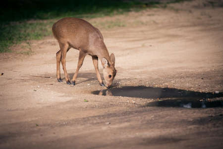 Deer