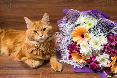 メインクーンの若い赤い猫は ガーベラの花で木製のテーブルの上に眠って繁殖 の写真素材 画像素材 Image