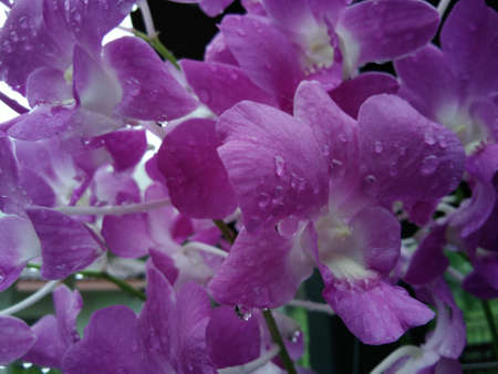 ウィンドウ ピンクの蘭 驚くべき蘭 紫のラン 素敵な蘭の花 ピンクの花紫生花雨のガラスのウィンドウに蘭中 蘭の花春の花 の写真素材 画像素材 Image ウィンドウ ピンクの蘭 驚くべき蘭 紫のラン 素敵な蘭の花 ピンクの花紫生花雨のガラスのウィンドウに蘭中 蘭の花春の花 の写真素材 画像素材 Image