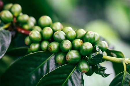 Green coffee bean in thailand