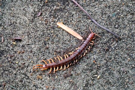 フライと地面に木の蟻死んだ巨大なムカデ の写真素材 画像素材 Image 43088695