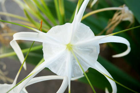 白い花の彼岸花 Hymenocallis 岬ユリ球根の毒 とその葉をクローズ アップ の写真素材 画像素材 Image