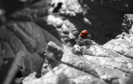 レタスと庭にてんとう虫の有機野菜 の写真素材 画像素材 Image レタスと庭にてんとう虫の有機野菜 の写真素材 画像素材 Image
