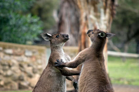 男性のカンガルーはどちらが強い見つけると戦っています の写真素材 画像素材 Image
