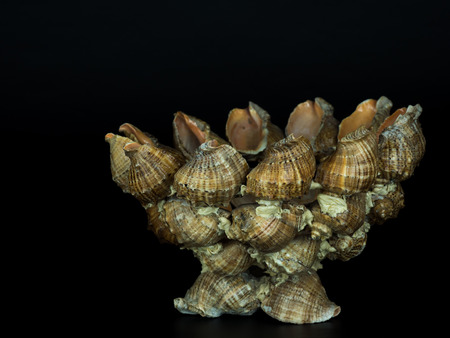 Seashell Vase Stock Photo Picture And Royalty Free Image Image
