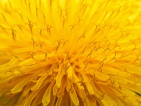 黄金のタンポポの花びらのクローズ アップ の写真素材 画像素材 Image