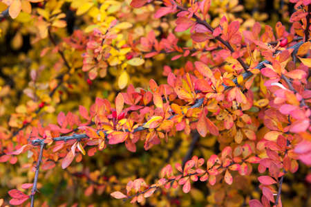 公園の秋の紅葉がきれいなカラフルな低木 の写真素材 画像素材 Image 2246 公園の秋の紅葉がきれいなカラフルな低木 の写真素材 画像素材 Image 2246