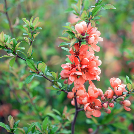 春の花 ピンクのアーモンドの花 属モモ属の低木 の写真素材 画像素材 Image