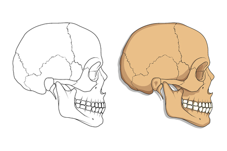 Blank skull diagram