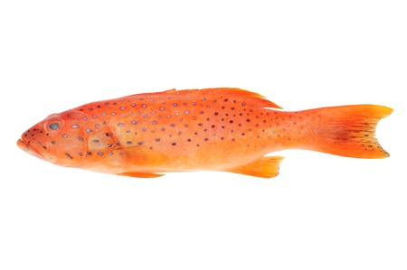 白い背景で隔離赤いハタ魚 の写真素材 画像素材 Image 白い背景で隔離赤いハタ魚 の写真素材 画像素材 Image