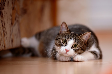 Striped with white a cat. Striped not purebred kitten. Small predator. Small cat. Stock Photo
