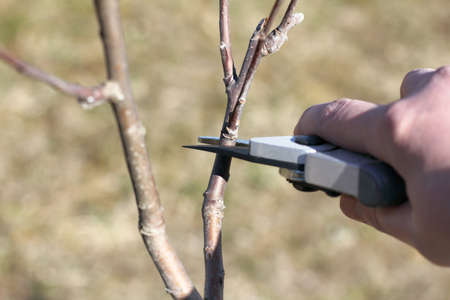pruning branches of the fruit tree pruners. spring time for grafting in the garden