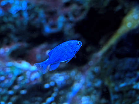 Closeup blue sea fish isolated on blurred coral reef background Reklamní fotografie