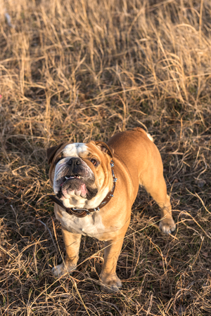 英語ブルドッグ風船 選択と集中で皮剥ぎの刑 の写真素材 画像素材 Image 英語ブルドッグ風船 選択と集中で皮剥ぎの刑 の写真素材 画像素材 Image