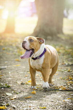 Little cute puppy of english bulldog in the nature,selective focus Stock Photo