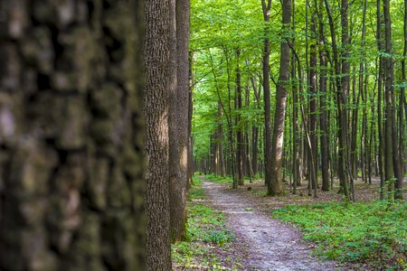 緑の美しい森の木の中に大きなギャップの写真 の写真素材 画像素材 Image 緑の美しい森の木の中に大きなギャップの写真 の写真素材 画像素材 Image