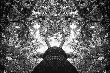 緑の美しい森の木の中に大きなギャップの写真 の写真素材 画像素材 Image 緑の美しい森の木の中に大きなギャップの写真 の写真素材 画像素材 Image