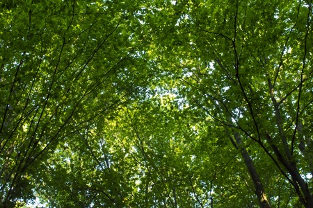 緑の美しい森の木の中に大きなギャップの写真 の写真素材 画像素材 Image