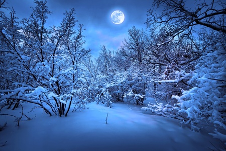 Moonlight night in winter wood - 12246846