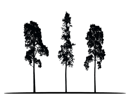 Tall Tree Stock Illustrations Cliparts And Royalty Free Tall Tree Vectors