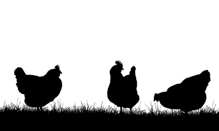 Realistic illustration with three silhouettes of hens on pasture with grass, isolated on white background - vector