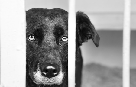 52459431-dog-at-the-shelter.jpg