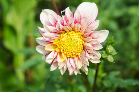 Beutiful beutiful flower stock photos & pictures. royalty free beutiful Beutiful beutiful flower stock photos & pictures. royalty free beutiful