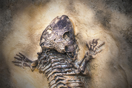 石造りの背景を黄色に古代トカゲ化石の写真素材・画像素材 Image