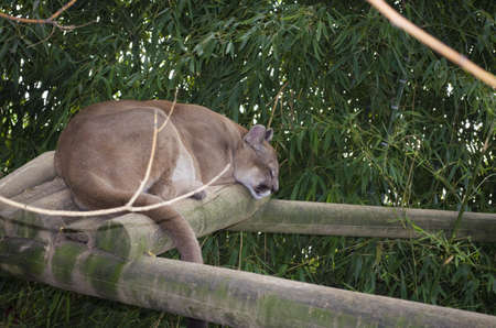 クーガー ピューマが眠っています 動物園のピューマの Concolor の写真素材 画像素材 Image