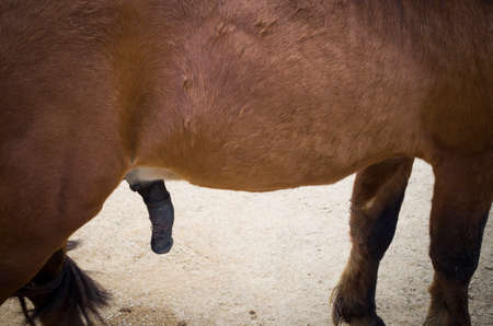Penis Of Brown Pony Horse Penis Of Brown Pony Horse