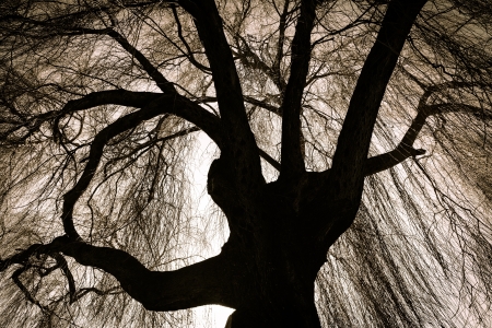 Scary weeping willow tree Stock Photo