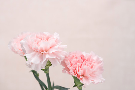 スタジオ 背景 壁紙で撮影された花のパターン ピンクのカーネーション孤立 の写真素材 画像素材 Image