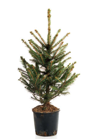 small real undecorated christmas tree in a pot stock photo 63186772 - Small Live Christmas Trees In Pots small real undecorated christmas tree in a pot stock photo 63186772 - Small Live Christmas Trees In Pots