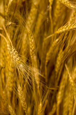 Vertical background base golden long ears of wheat rustic pattern breadbread basis bread making flour Stock Photo