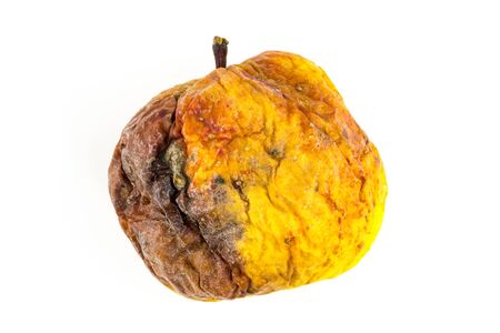 Wormy and old yellow dried apple stands on a white isolate background