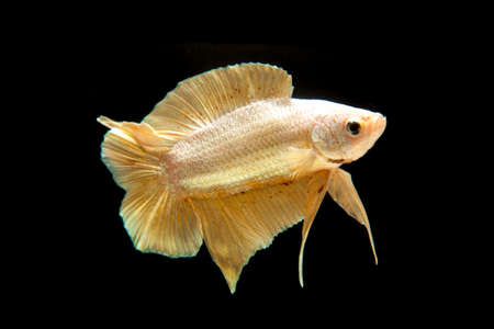 シャムの戦いの魚は 黒地に金色の Betta の魚 の写真素材 画像素材 Image