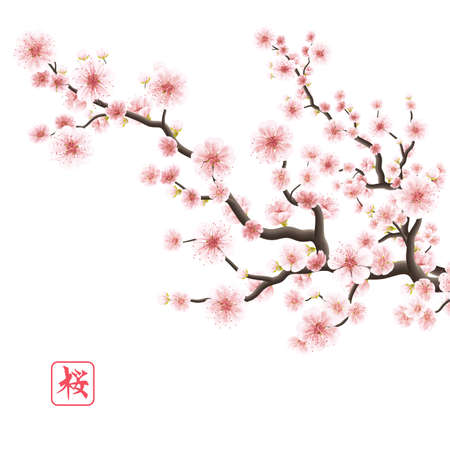 Realistic sakura japan cherry branch with blooming flowers.