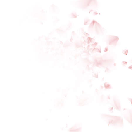 Blossoming sakura - Japanese cherry tree falling petal. Beautiful cherry blossom pink, isolated on white background. EPS 10 vector file included
