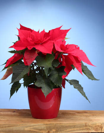 美しいポインセチア クリスマス ボールと青の背景に木製のテーブルにプレゼント の写真素材 画像素材 Image
